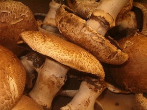 Portobello Mushroom Portobello Mushroom